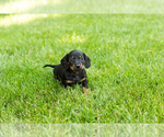 Small Dachshund