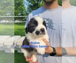 Small Photo #8 Saint Bernard Puppy For Sale in BETHEL, MO, USA