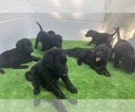 Small #25 Labradoodle