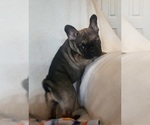 Small #1 French Bulldog