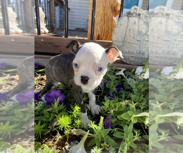 Medium Photo #1 Boston Terrier Puppy For Sale in FREDONIA, KS, USA