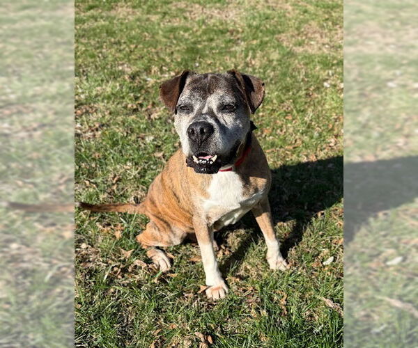 Medium Photo #4 Boxer Puppy For Sale in Burnsville, MN, USA