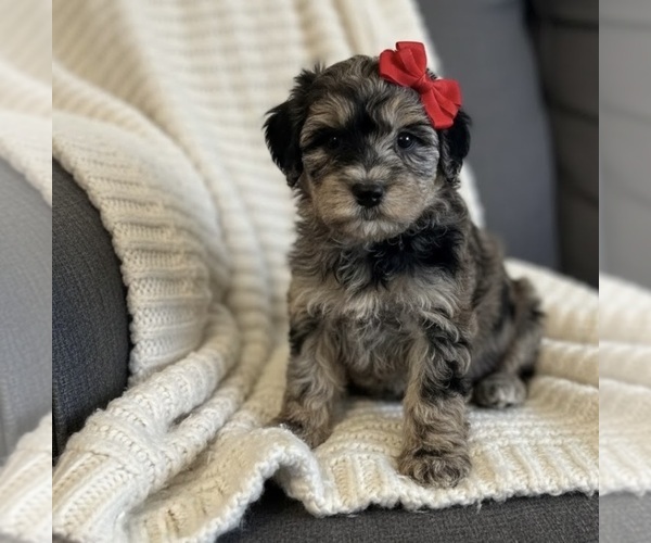 Medium Photo #4 Whoodle (Miniature) Puppy For Sale in RICHMOND, IL, USA