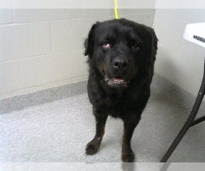 Rottweiler Dogs for adoption in Pasadena, TX, USA