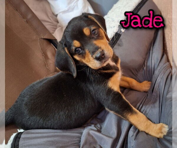 Medium Photo #1 Beagle-Unknown Mix Puppy For Sale in House Springs, MO, USA