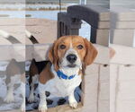 Small #6 Beagle