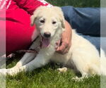 Small #7 Great Pyrenees Mix