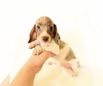 Small #9 Dachshund