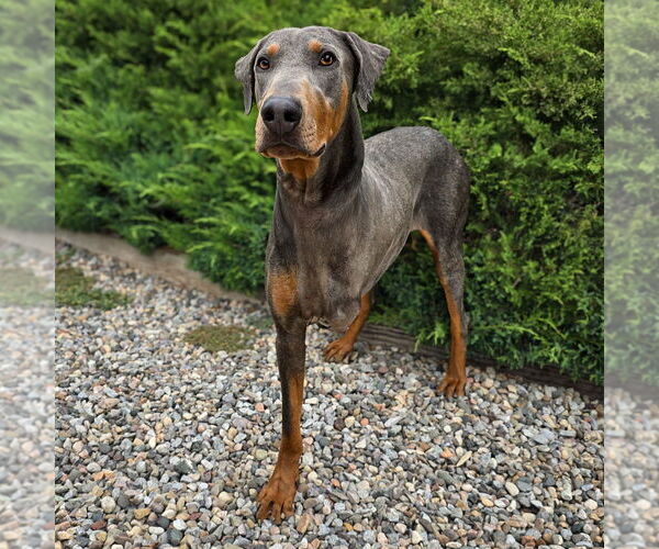 Medium Photo #4 Doberman Pinscher Puppy For Sale in Albuquerque, NM, USA