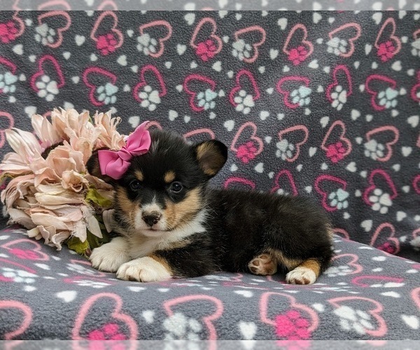 Medium Photo #4 Pembroke Welsh Corgi Puppy For Sale in QUARRYVILLE, PA, USA