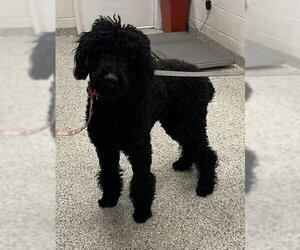 Poodle (Standard)-Unknown Mix Dogs for adoption in Kansas City, MO, USA