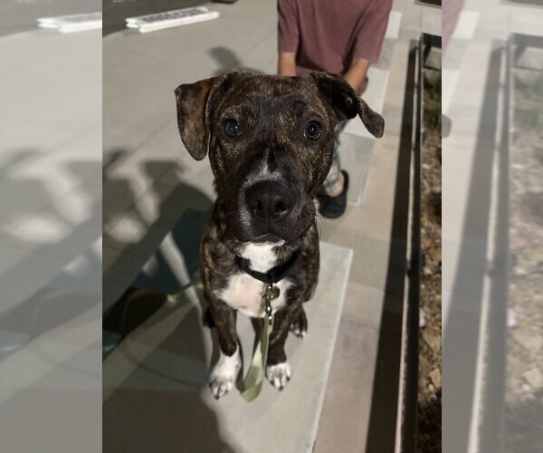 Medium Photo #16 Boxer-Unknown Mix Puppy For Sale in Dana Point, CA, USA