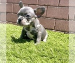 Small Photo #108 French Bulldog Puppy For Sale in CHICAGO, IL, USA