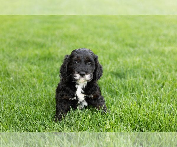 Medium Photo #1 Cockapoo (Miniature) Puppy For Sale in NAPPANEE, IN, USA
