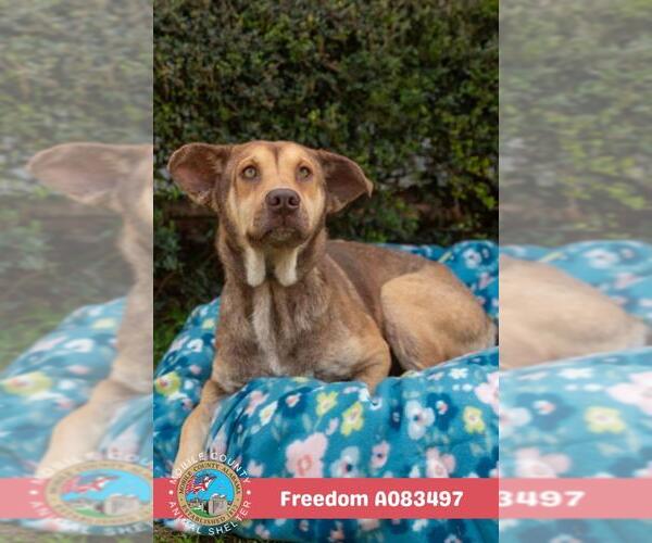 Medium Photo #2 Chinese Shar-Pei-Unknown Mix Puppy For Sale in Mobile, AL, USA