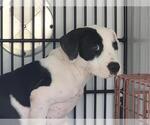 Small Staffordshire Bull Terrier Mix