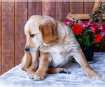 Small Photo #17 Golden Retriever Puppy For Sale in WAKARUSA, IN, USA
