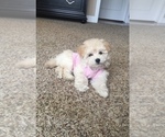 Small Photo #1 Maltipoo Puppy For Sale in MOREHEAD, KY, USA