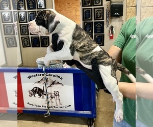 American Bulldog Puppy for Sale in MILLS RIVER, North Carolina USA