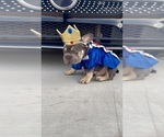 Small #9 French Bulldog