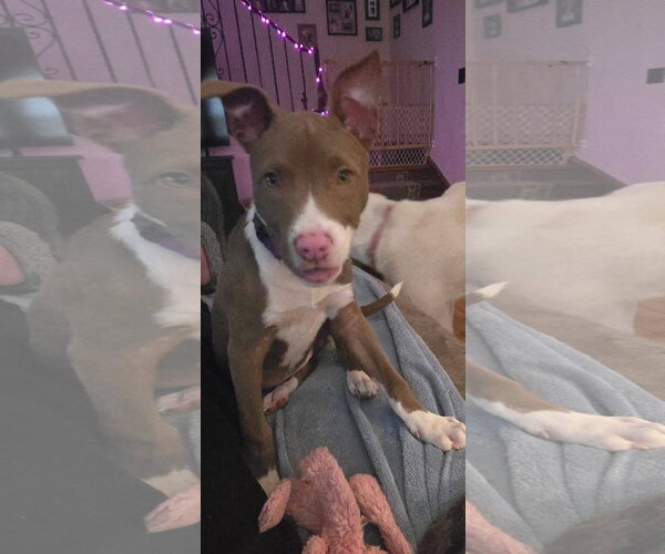 Medium Photo #2 Mutt Puppy For Sale in New London, WI, USA
