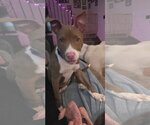 Small #1 Mutt