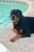 Small Photo #1 Rottweiler Puppy For Sale in JOHNS PASS, FL, USA