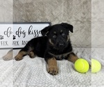 Small #3 German Shepherd Dog