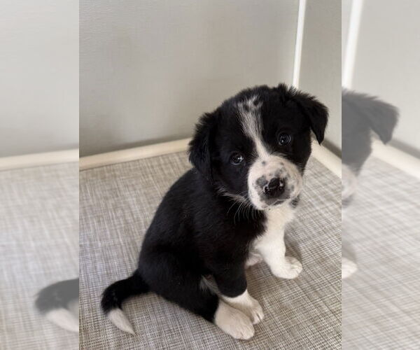Medium Photo #2 Borador Puppy For Sale in Bolivar, MO, USA