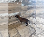 Small #8 Belgian Malinois