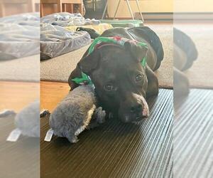 Mutt Dogs for adoption in Elmsford, NY, USA