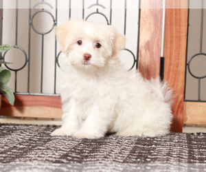 Havanese Puppy for sale in NAPLES, FL, USA
