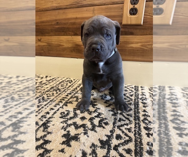 Medium Photo #9 Cane Corso Puppy For Sale in BARBOURSVILLE, VA, USA