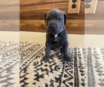 Small #2 Cane Corso