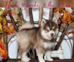 Puppy 1 Pomsky
