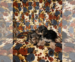 Yorkshire Terrier Puppy for sale in PATRICK SPGS, VA, USA