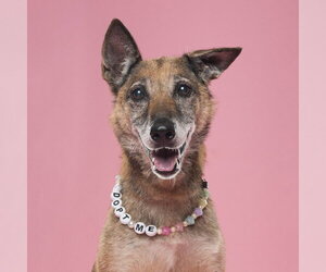 Celia - Located in PA - Female Mutt Dog for Adoption - Photo #8