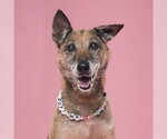 Small Photo #8 Mutt Puppy For Sale in Imlay City, MI, USA