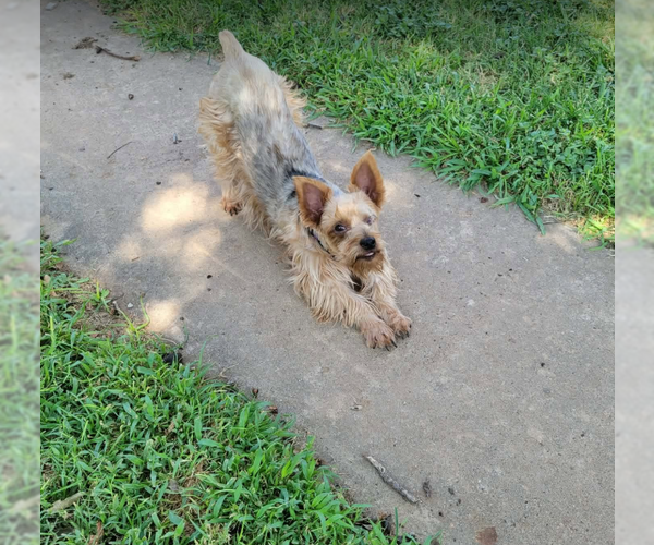 Medium Photo #3 Mutt Puppy For Sale in Cranston, RI, USA