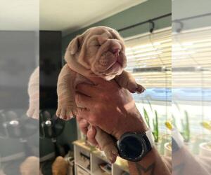 Bulldog Puppy for Sale in SACRAMENTO, California USA