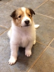 Collie Puppy for sale in CHISAGO CITY, MN, USA