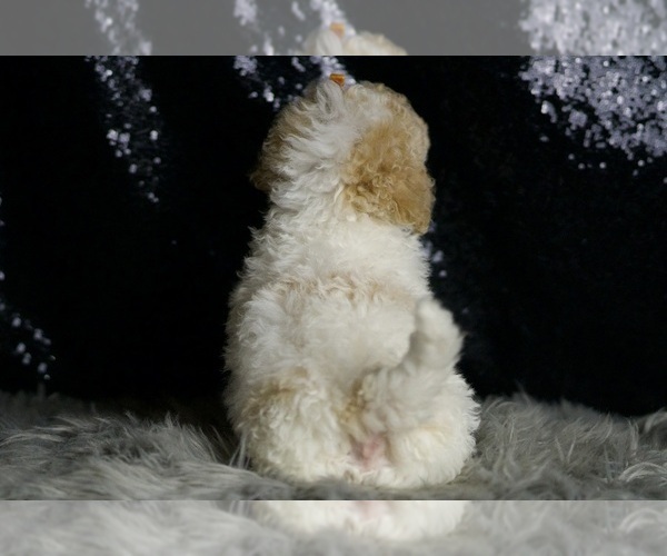 Medium Photo #5 Maltipoo Puppy For Sale in WARSAW, IN, USA