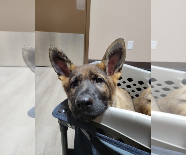 Medium Photo #4 German Shepherd Dog Puppy For Sale in SAINT CROIX FALLS, WI, USA