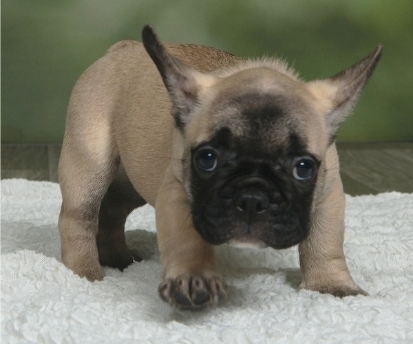 Medium Photo #3 French Bulldog Puppy For Sale in BOYNTON BEACH, FL, USA