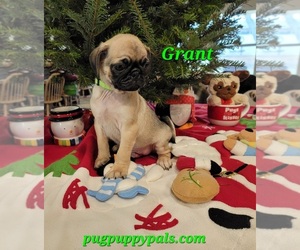 Pug Puppy for sale in SPRING HILL, FL, USA