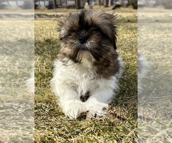 Medium Photo #11 Shih Tzu Puppy For Sale in FAIR HAVEN, MI, USA