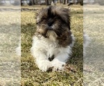 Small #10 Shih Tzu