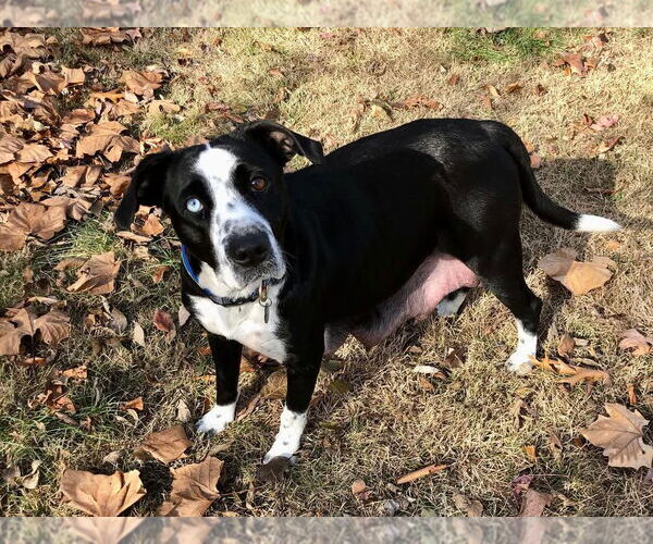 Medium Photo #2 Catahoula Leopard Dog-Unknown Mix Puppy For Sale in Hillsboro, MO, USA