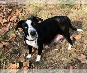 Catahoula Leopard Dog-Unknown Mix Dogs for adoption in Hillsboro, MO, USA