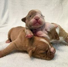 Olde English Bulldogge Puppy for sale in DURHAM, NC, USA